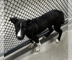 Small Labrador Retriever Mix