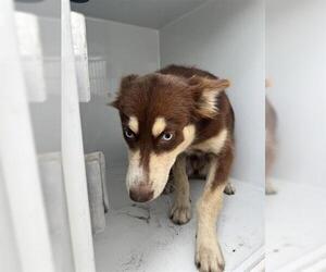 Siberian Husky-Unknown Mix Dogs for adoption in Houston, TX, USA