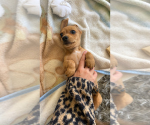 Dachshund Puppy for Sale in SAN DIEGO, California USA