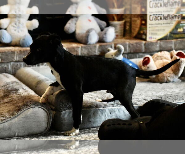 Medium Photo #4 Mutt Puppy For Sale in Mechanicsburg, PA, USA