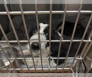 Border Collie Dogs for adoption in Waco, TX, USA