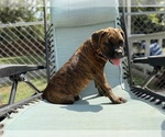 Small #4 Boxer