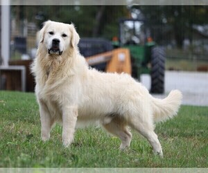 Father of the English Cream Golden Retriever puppies born on 08/30/2021