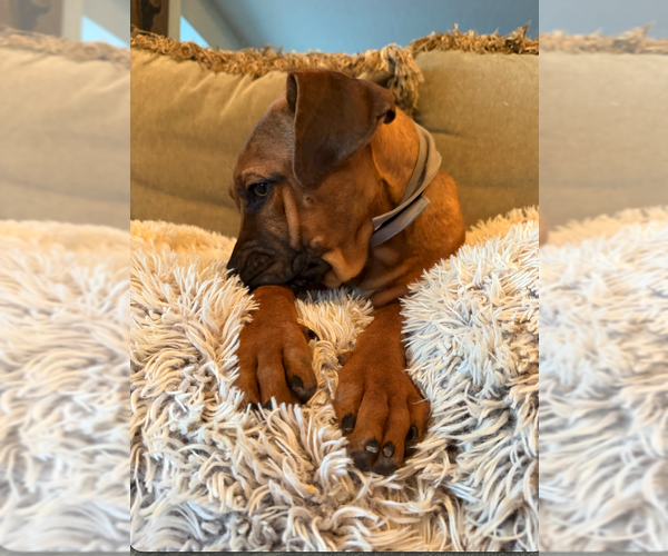 Medium Photo #3 Mutt Puppy For Sale in Goodyear, AZ, USA