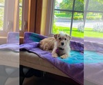 Small #1 Mutt