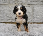Small #1 Bernedoodle