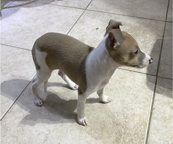 Medium Photo #6 Italian Greyhound Puppy For Sale in BROOKLYN, NY, USA