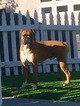 Small Photo #11 Boxer Puppy For Sale in BENICIA, CA, USA