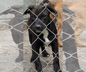 Mutt Dogs for adoption in Decatur, GA, USA
