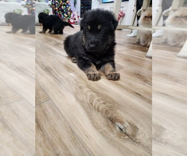 Medium Photo #3 German Shepherd Dog Puppy For Sale in AUBURN, WA, USA
