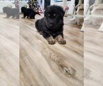 Small #2 German Shepherd Dog