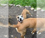 Small #12 Chihuahua Mix