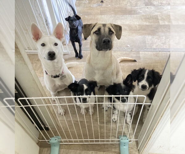 Medium Photo #12 Mutt Puppy For Sale in San Diego, CA, USA