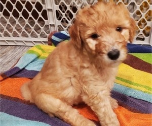 Goldendoodle Puppy for Sale in ESCONDIDO, California USA