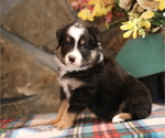 Small Photo #4 Miniature Australian Shepherd Puppy For Sale in WESTFIELD, MA, USA