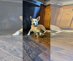 Small #1 Gerberian Shepsky