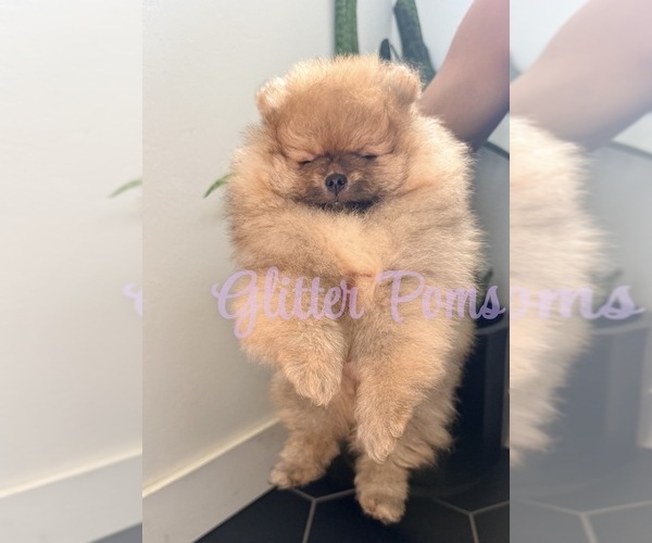 Medium Photo #3 Pomeranian Puppy For Sale in LEHIGH ACRES, FL, USA