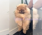 Small #2 Pomeranian