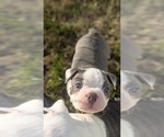 Small #2 Boston Terrier