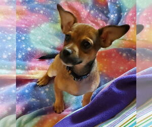 Chihuahua-Unknown Mix Dogs for adoption in Brooklyn Center, MN, USA