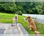 Small #4 Siberian Husky Mix