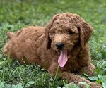 Puppy Archer Poodle (Standard)