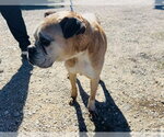 Small Photo #2 Boxer Puppy For Sale in Austin, TX, USA