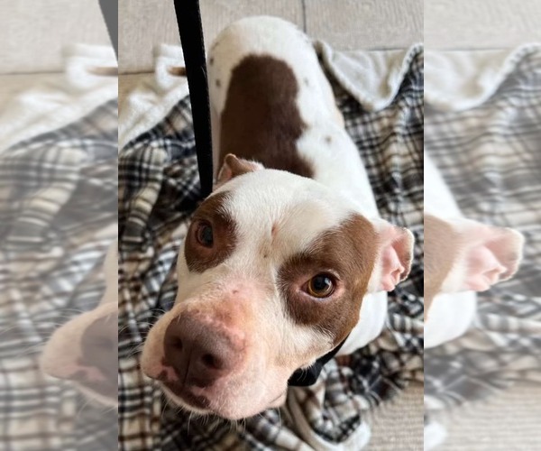 Medium Photo #1 American Pit Bull Terrier-Unknown Mix Puppy For Sale in Germantown, OH, USA