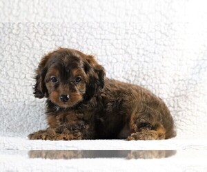 Cockapoo-Poodle (Miniature) Mix Puppy for sale in FREDERICKSBG, OH, USA