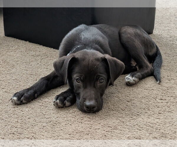 Medium Photo #3 Labrador Retriever-Unknown Mix Puppy For Sale in Farmington, MN, USA