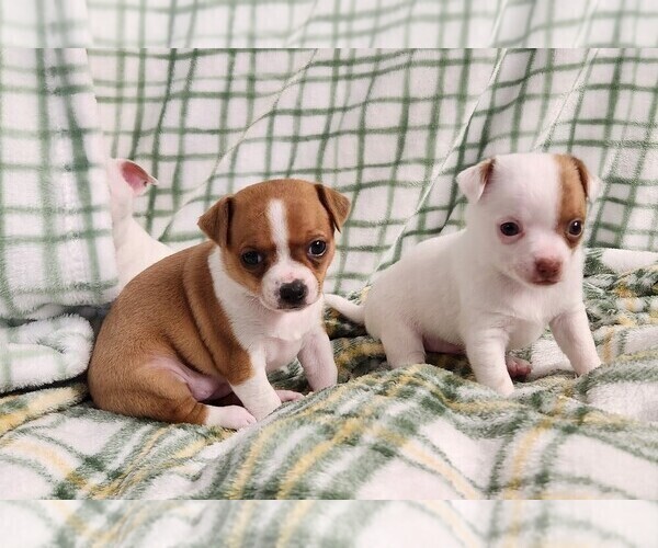 Medium Photo #4 Chihuahua Puppy For Sale in MOUNT AIRY, NC, USA