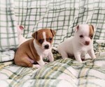 Small #3 Chihuahua