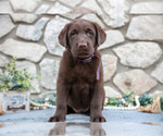 Puppy Amelia Labrador Retriever