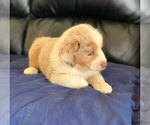 Small Photo #2 Miniature American Shepherd Puppy For Sale in CAIRNS CORNER, CA, USA