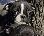 Small Photo #1 Buggs Puppy For Sale in OCONTO, WI, USA