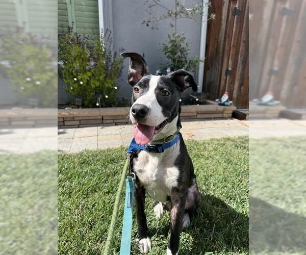 Medium Photo #1 Border Collie Puppy For Sale in Fremont, CA, USA
