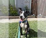Small Border Collie