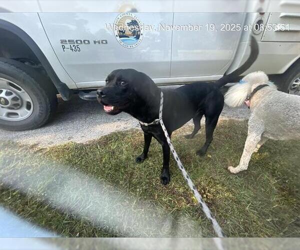 Medium Photo #1 Labrador Retriever Puppy For Sale in Ocala, FL, USA