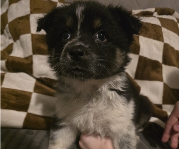 Medium Photo #23 Australian Shepherd Puppy For Sale in ROY, UT, USA