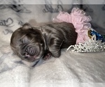Small Photo #34 French Bulldog Puppy For Sale in MIMS, FL, USA