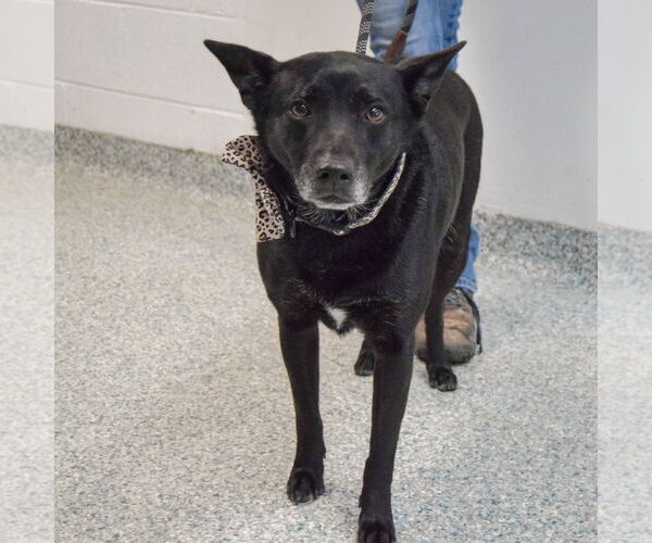 Medium Photo #3 German Shepherd Dog-Unknown Mix Puppy For Sale in Huntley, IL, USA