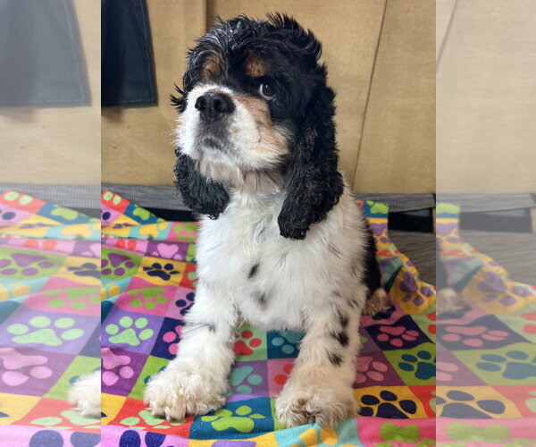 Medium Photo #5 Cocker Spaniel Puppy For Sale in Pacolet, SC, USA