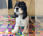 Small #4 Cocker Spaniel