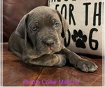 Puppy L2 Purple Male Cane Corso