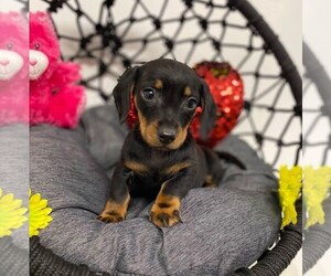 Dachshund Puppy for sale in ORO VALLEY, AZ, USA