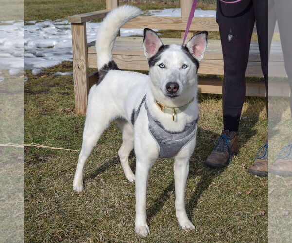 Medium Photo #3 Border Collie-Siberian Husky Mix Puppy For Sale in Huntley, IL, USA