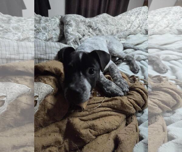 Medium Photo #2 Pointer-Unknown Mix Puppy For Sale in Coldwater, MI, USA