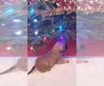 Small Photo #6 Mastiff Puppy For Sale in FULTON, NY, USA