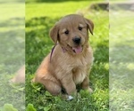 Puppy Miss Purple Golden Retriever