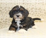 Small #3 Cavapoo-Miniature Bernedoodle Mix